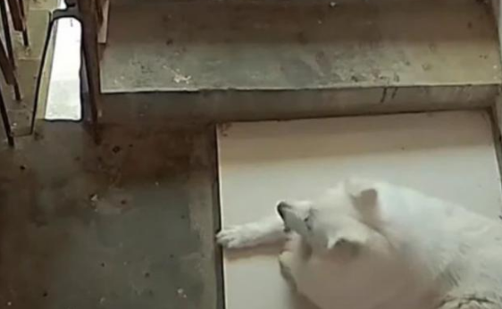 狗子不想洗澡从宠物店越狱，却被老板一路狂追到家