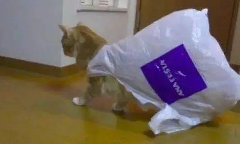 橘猫总是搞破坏，主人气急把它吊起来惩罚，猫的反应让人笑喷了 