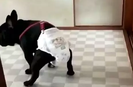 自从给狗狗穿上尿不湿后，每次看它拉粑粑时就笑到不行