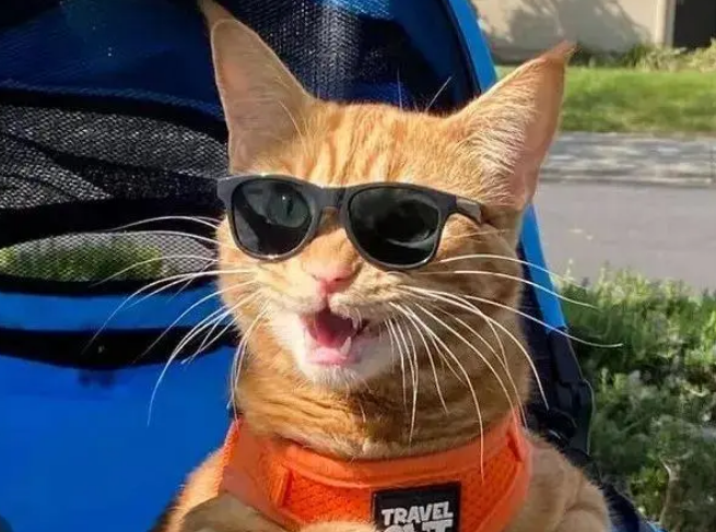 所有橘猫共用一个脑细胞？网友吐槽蠢萌大橘，一个个都太可爱了！