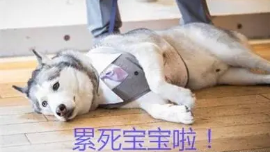 二哈当伴郎，居然没拆婚礼现场，网友却只关注：礼服有点太小了！