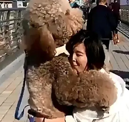 大泰迪逛街累了撒娇求抱，女主：自己养的狗，再累也要抱回家 