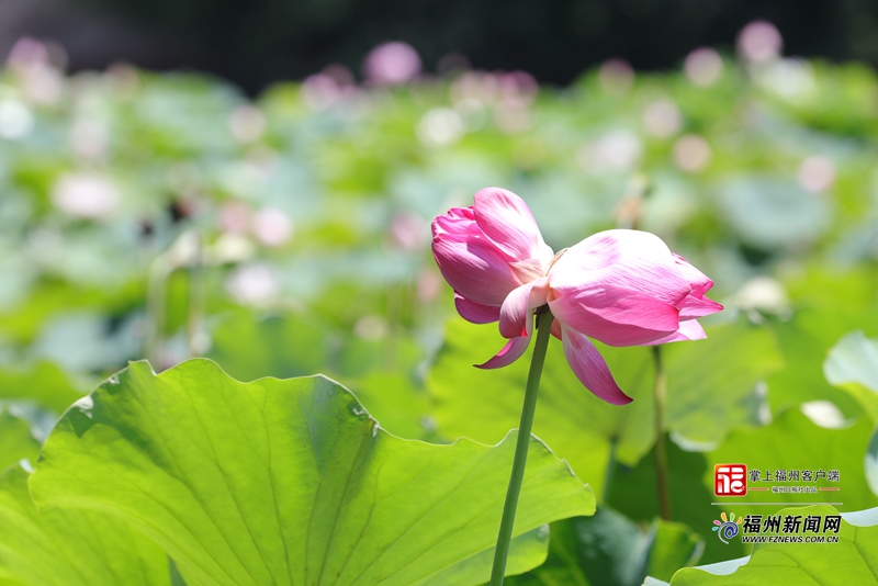 福州金山公园并蒂莲限时盛开 花期持续一周
