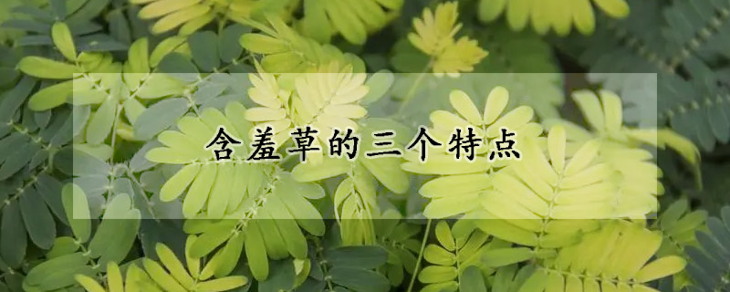 含羞草的三个特点