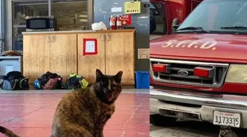 消防猫遭投诉被迫离开“工作”了5年的消防局，众消防员含泪送别