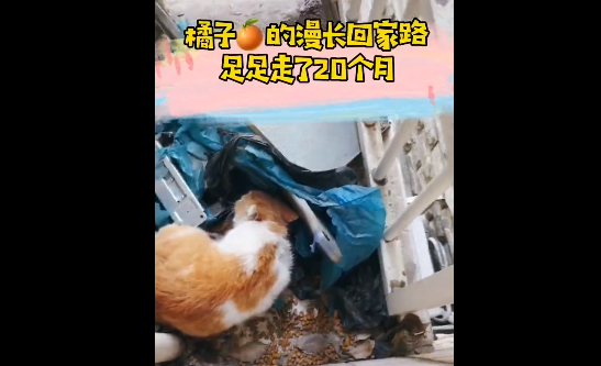 她用两年时间收编了一只流浪猫，之后却有人说应该让猫回归自由.....