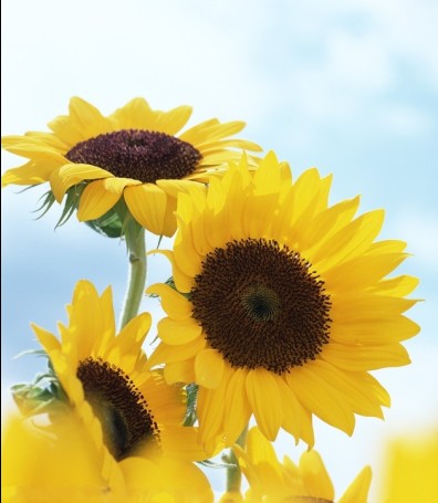 屏幕空间流体渲染_3d图渲染软件有哪些_mapinfo流量密度渲染图