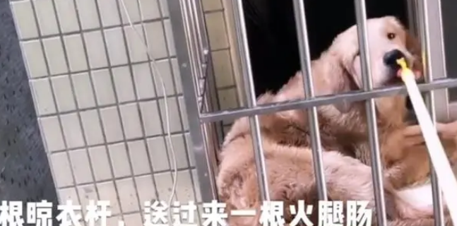 金毛被困家中饿到皮包骨头 好心邻居用一根晾衣架 连送6天食物