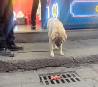 狗狗盯着地上的淀粉肠看，还在纠结到底吃不吃？你看过315晚会？