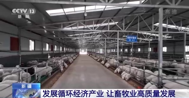 现代养殖羊_现代养羊中国有多少家_现代中国养羊