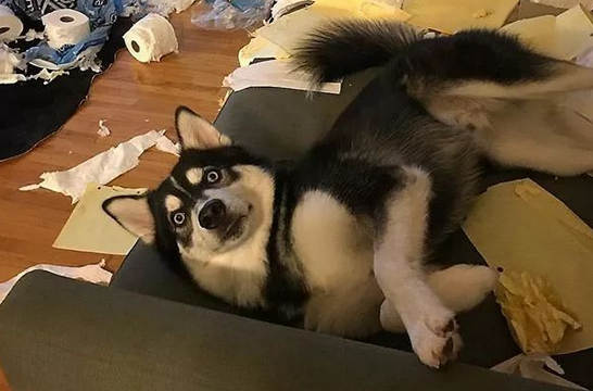 嫌狗总拆家？猫捣蛋起来连二哈都害怕
