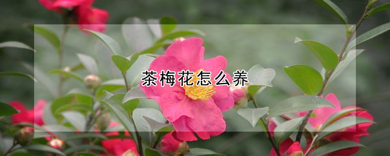 茶梅花怎么养