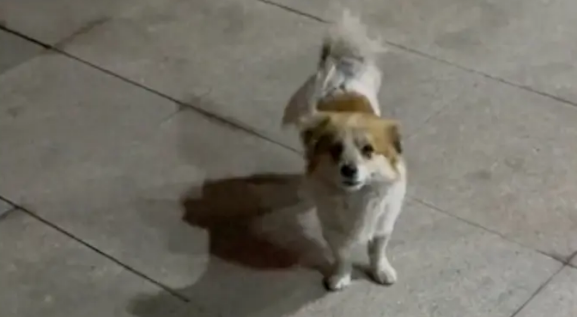 在小区生活的流浪狗，投喂很久仍有戒备心，以前是被伤害怕了吧