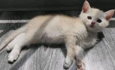小猫还没睁眼就被扔了，女孩收养一个月后，有人出高价要买它