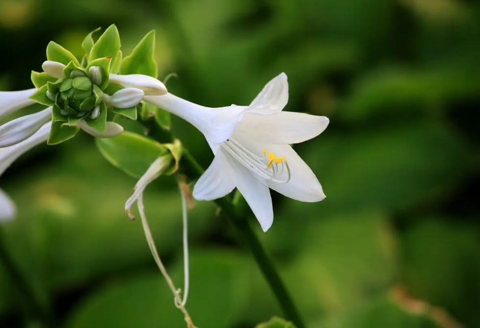 探秘玉簪花开月，一睹夏日清新之美