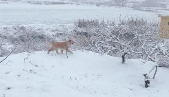 网友带金毛出去玩儿雪，金毛把网友给扑倒后它转身跑了！