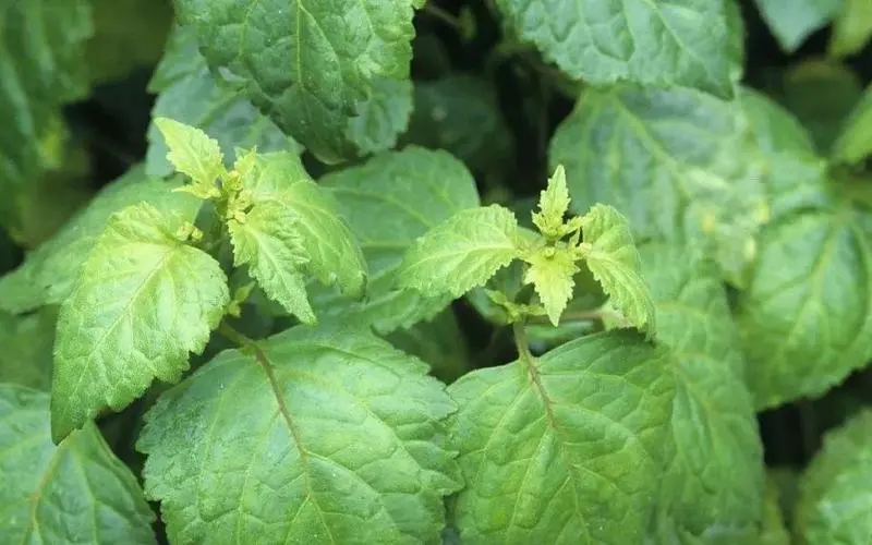 广藿香是什么植物？香气四溢的中草药