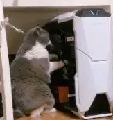 猫咪对着主机一阵捣腾，主人：我这主机咋修啊？猫：包在我身上
