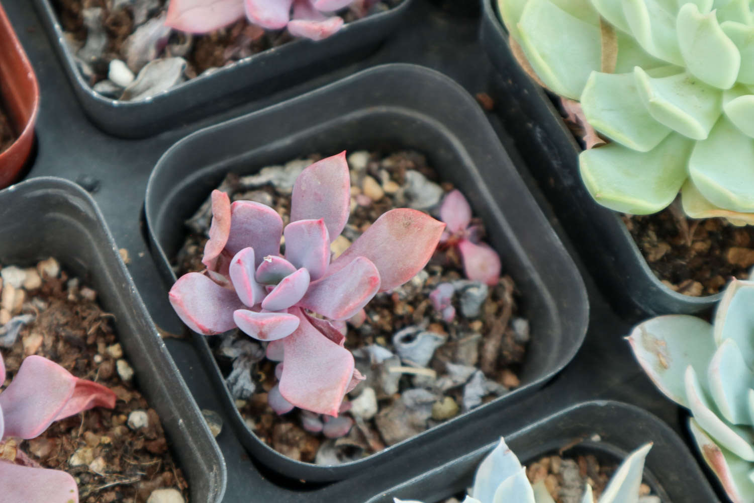 多肉植物适合的土壤
