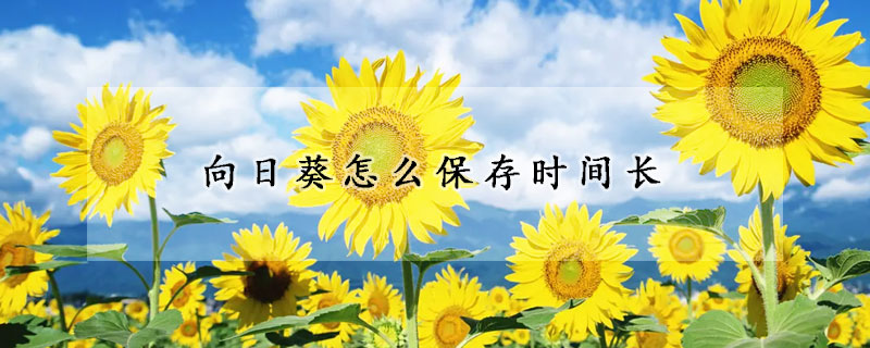 向日葵怎么保存时间长