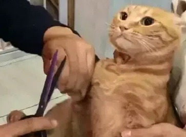 铲屎官给橘猫剪指甲，橘猫看着面前的擀面杖，它流下屈辱的泪水