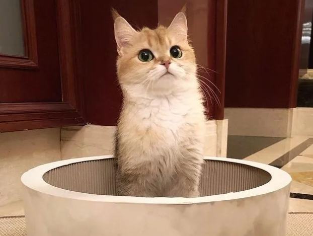 猫咪剪指甲，两年竟如此大改变，主人：终于等到这一天！