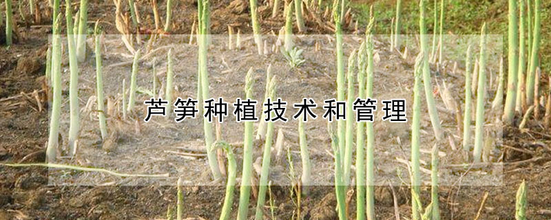 芦笋种植技术和管理