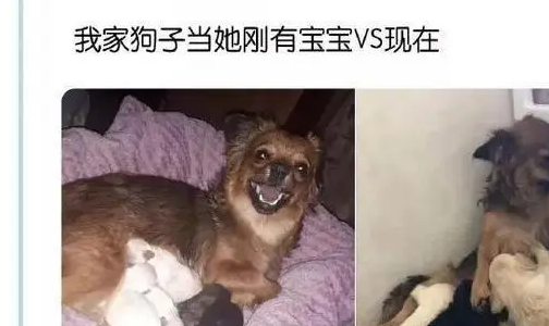 家里的狗子第一天当妈VS现在，这也太真实了吧 