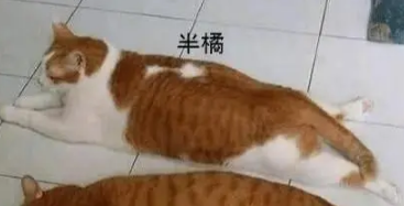 主人捡回两只瘦弱的小橘猫，一年后猫咪胖成“猪”，不愧是橘猫