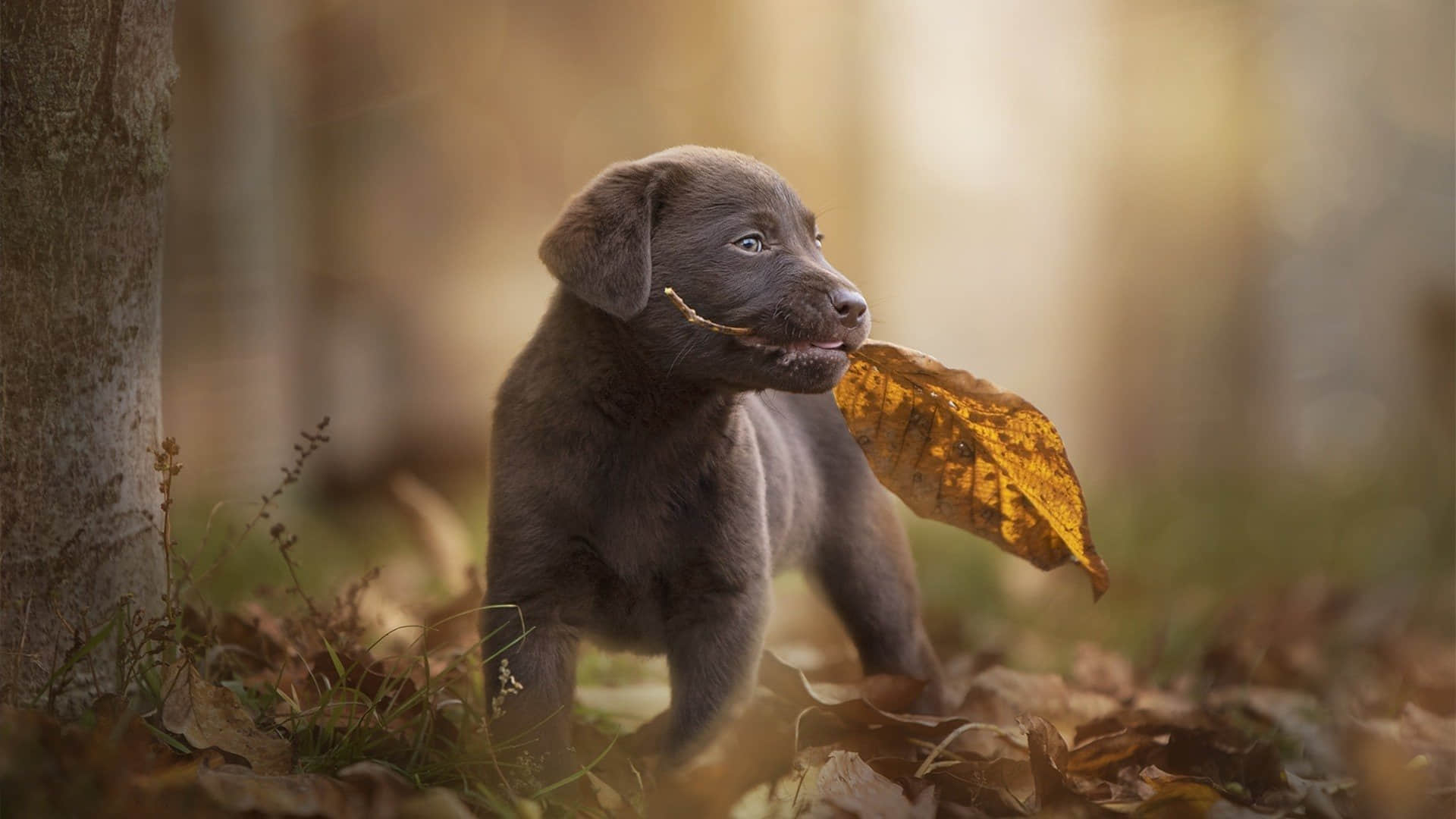 win10怎么取消管理员开机密码_win10系统开机取消密码_开机密码如何取消win10