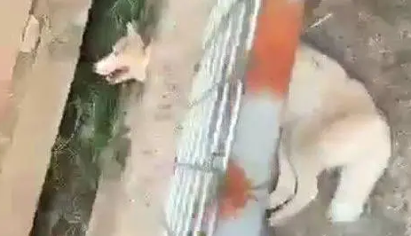 刚搬家整理好，就听到狗狗的呼救声，出门一看是哈士奇，笑喷了