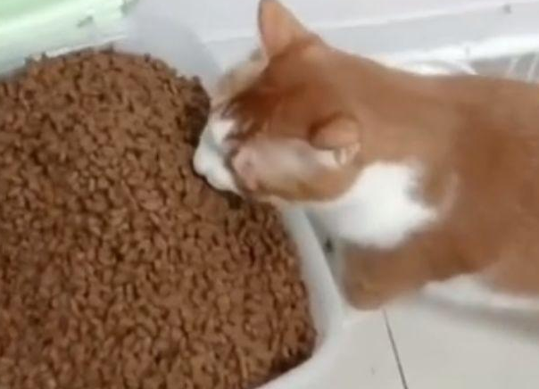 这只橘猫一次吃“一桶”粮，网友：难怪橘猫会长那么胖！