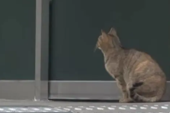 母爱不分物种！猫妈每日去烤肉店讨食，只为不让小猫饿肚子