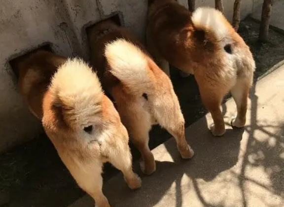 墙上长狗头了！三只柴犬卡在墙洞中，瞬间成为网红狗狗