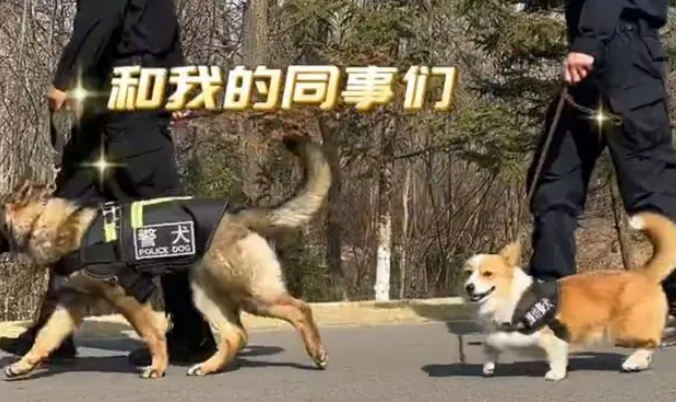 全国首只柯基警犬“入编”前是宠物狗，训导员：腿短不是缺点是优势