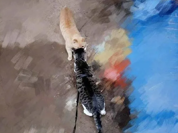 喵皇好像爱上了楼下的橘猫，没想到还真的收服橘猫了！