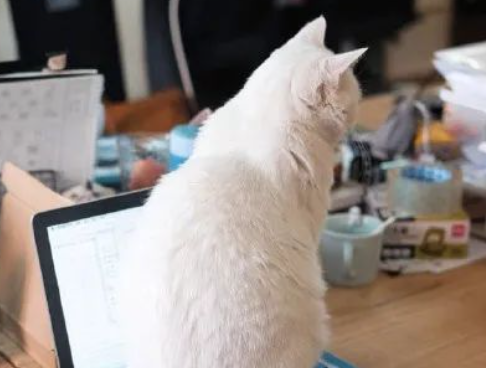 我怀疑，猫咪是外星人派来阻碍人类文明发展的...