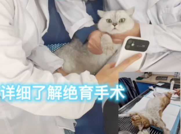 上海首辆流浪猫移动绝育车进社区，猫咪闻风丧“蛋”，网友拍手称赞！