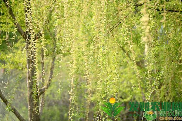 黑龙江柳树什么时候开花？花期维持多久？