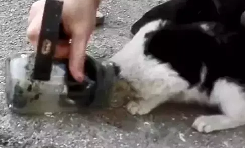 流浪猫为了食物钻进玻璃瓶，结果出不来了，直到等来好心人