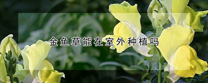 金鱼草能在室外种植吗