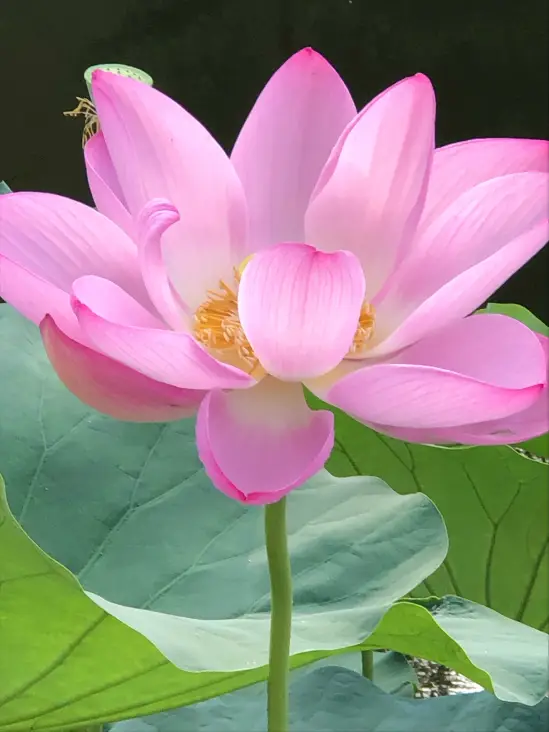 身份证号检索_php身份证号码验证_php 检查身份证号码