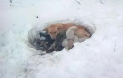 暴风雪中分娩，流浪狗妈妈在雪地里做窝，用自己的身体温暖小狗崽