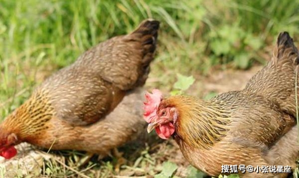 出生证明尺寸大小_出生证明宽度和高度_出生证明大小规格