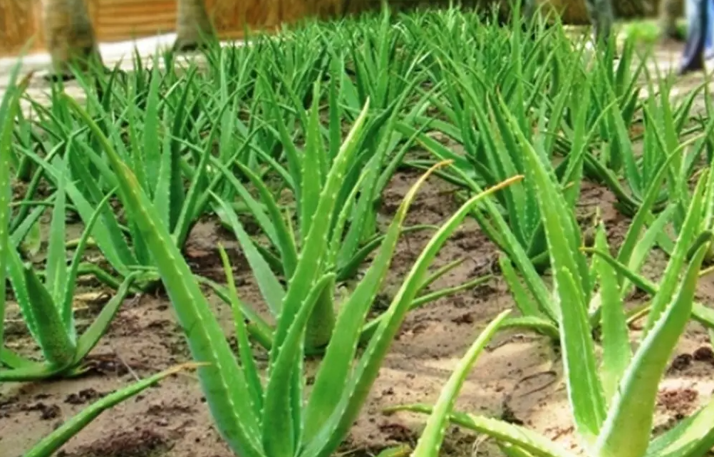 芦荟种植需要什么条件?怎么防病虫害?