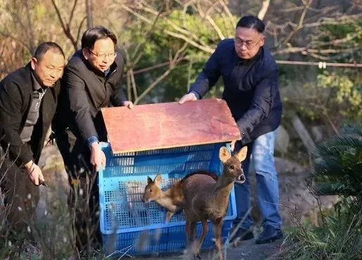 吉林省龙湾国家森林公园_吉林龙湾国家级自然保护区_吉林龙湾国家级自然保护区