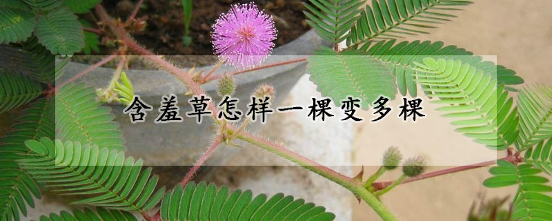 含羞草怎样一棵变多棵