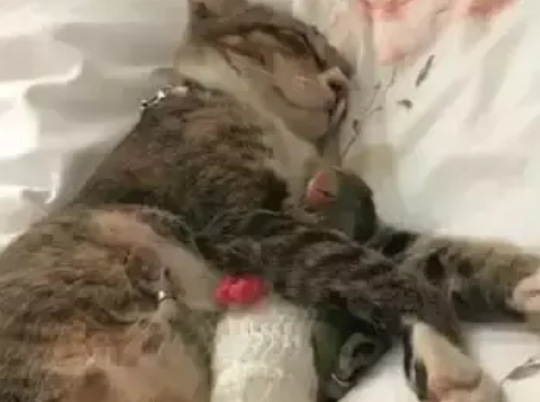 家里新来了小鹦鹉，原本猫咪是嫉妒的，但是一周后的画风把人暖哭