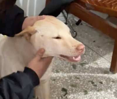 狗狗感冒后，母子俩强行掰开狗嘴喂药，狗子好无语：痛快一点吧！