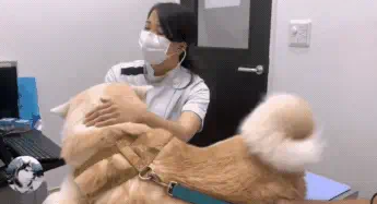 柴犬从小跟主人睡，成年了还当自己是小狗，结果女主悲剧了 